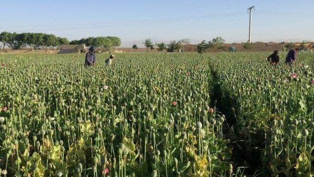 کشت گونه‌های گیاهی موادمخدر در مراتع زنجان