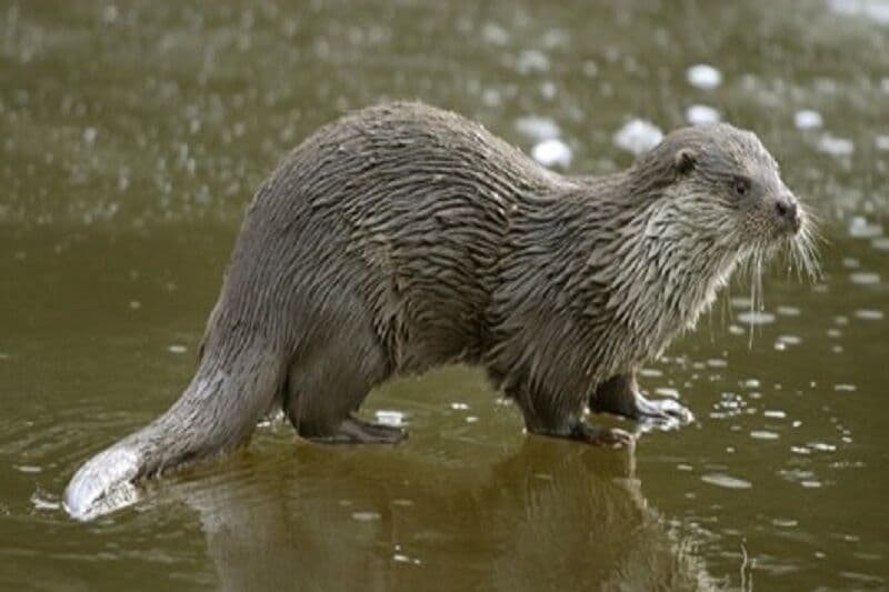 گونە در معرض تهدید سمور آبی در رودخانه گادر اشنویە مشاهد شد