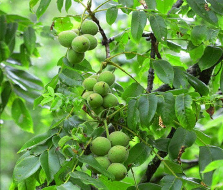 آذربایجان شرقی رتبه دوم تولید گردوی