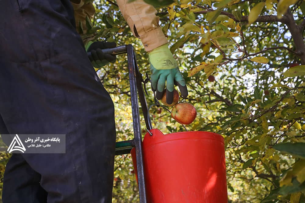 جشنواره سیب مراغه 