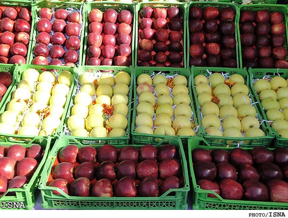 ذخیره سازی ۳۰۲ هزار تن سیب در سردخانه‌های آذربایجان‌غربی