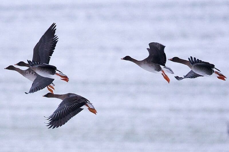 تالاب‌های نقده میزبان غازهای خاکستری مهاجر شدند