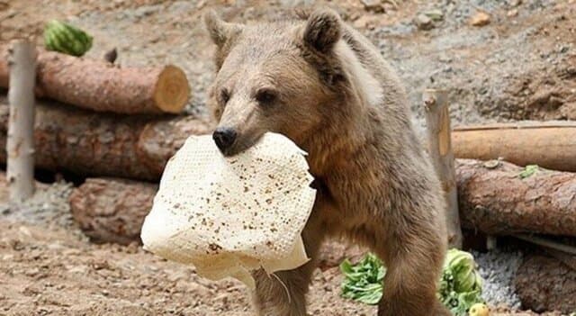 حمله خرس کوهنورد پیرانشهری را روانه بیمارستان کرد