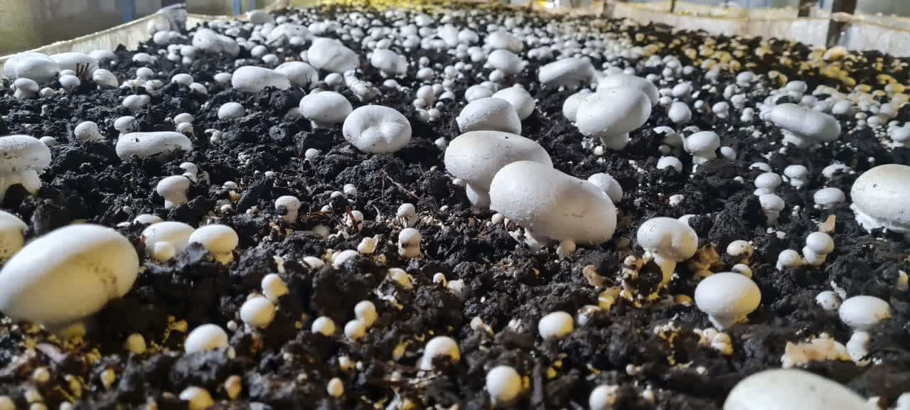  تولید 3500 تن قارچ در آذربایجان شرقی 