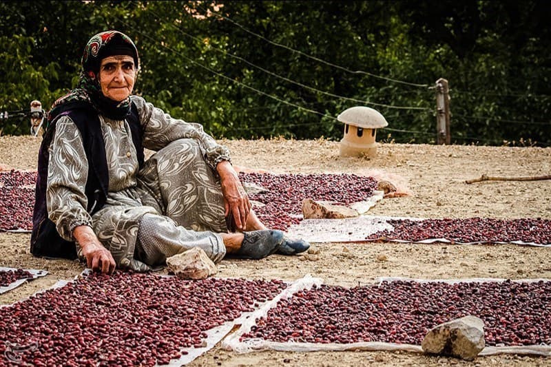 قزوین؛ رتبه نخست تولید زغال‌اخته در کشور