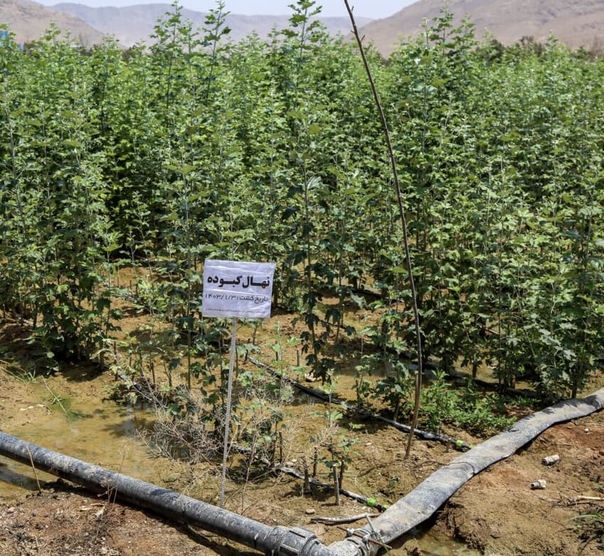 ۱۳ درصد نهال کشور در آذربایجان شرقی تولید شد