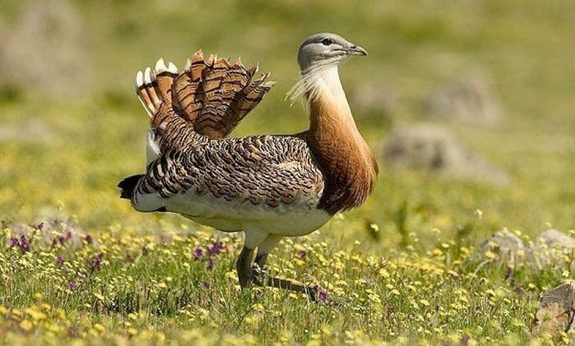 پرنده میش مرغ