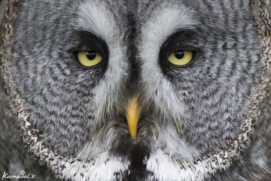 نگاهی دوباره به ترس‌های فرهنگی و پیامدهای زیست‌محیطی آن