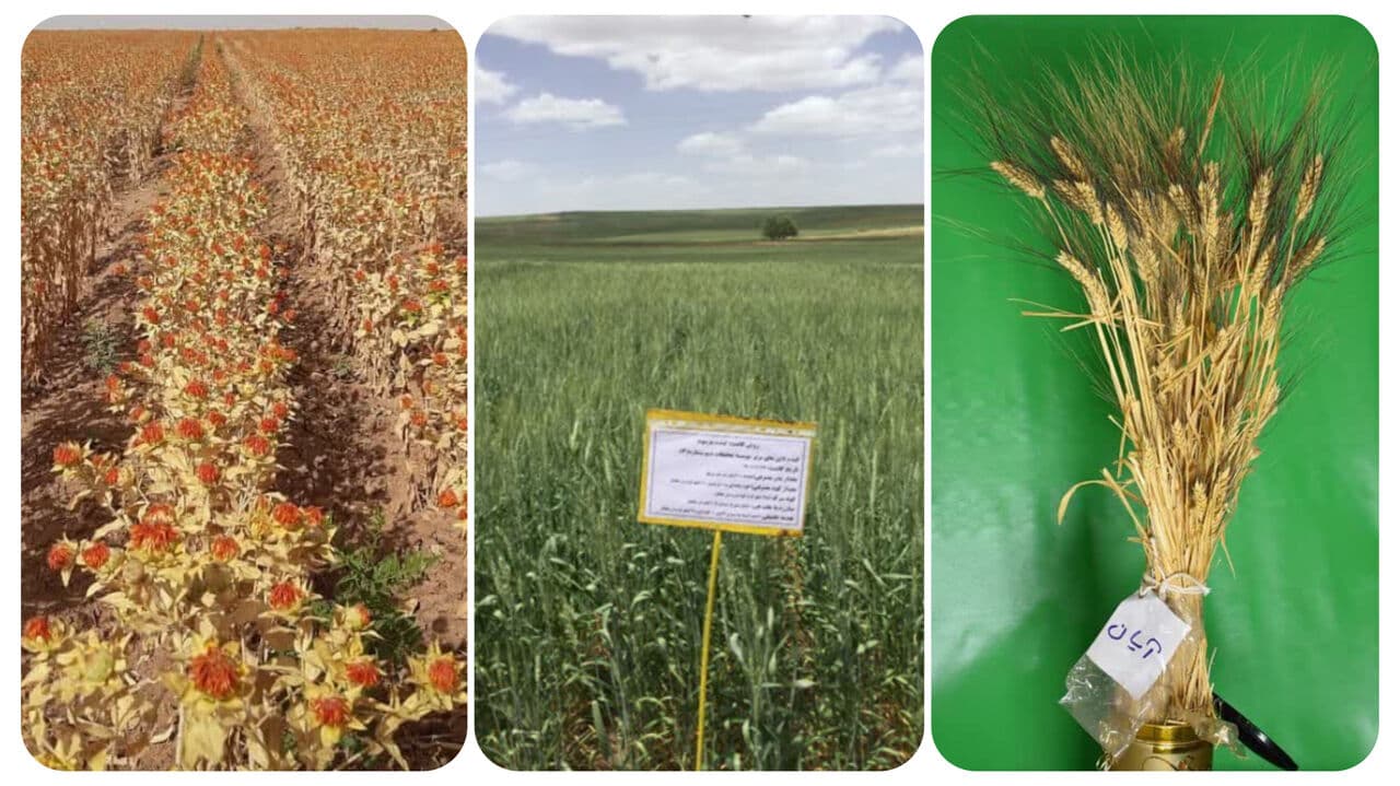 واگذاری 12 فقره دانش فنی رویالتی ارقام جدید دیم به بخش خصوصی