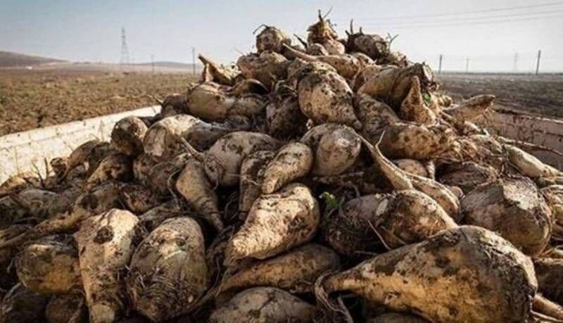 ۹۰ هزار تن چغندر قند در ارومیه برداشت شد